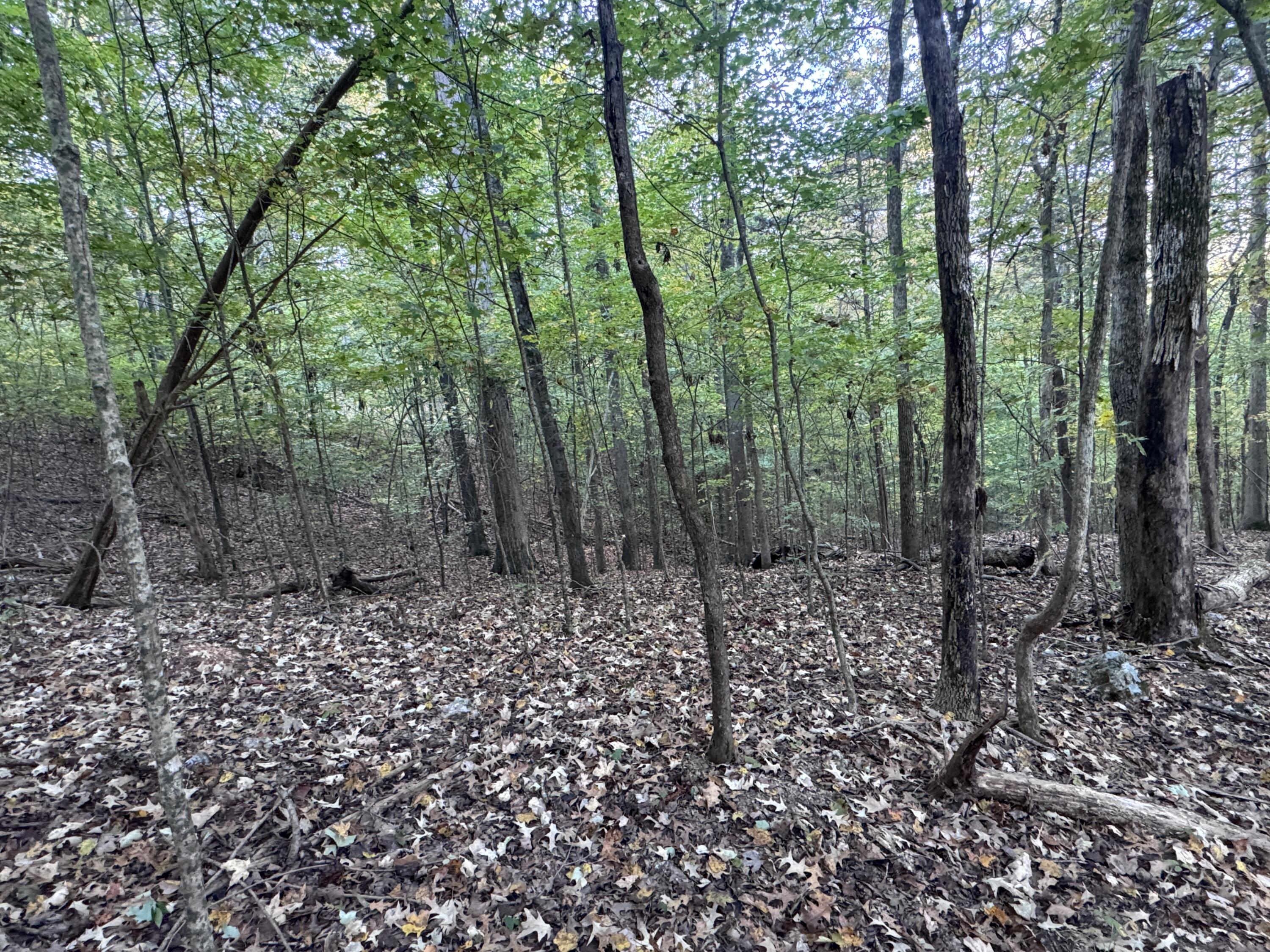 0 Geren Subdivision Lane Decatur, TN 37322 - Photo 2 of 55 IMG_7222