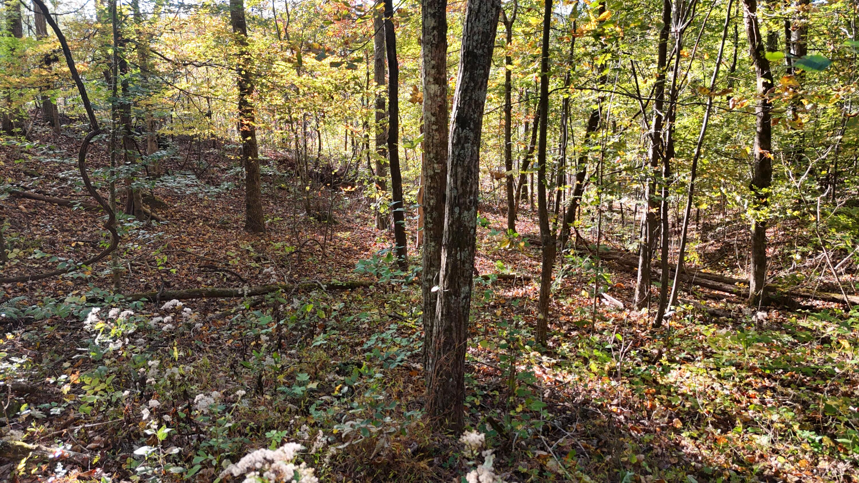 0 Geren Subdivision Lane Decatur, TN 37322 - Photo 25 of 55 dji_fly_20251020_175624_0044_17610481999