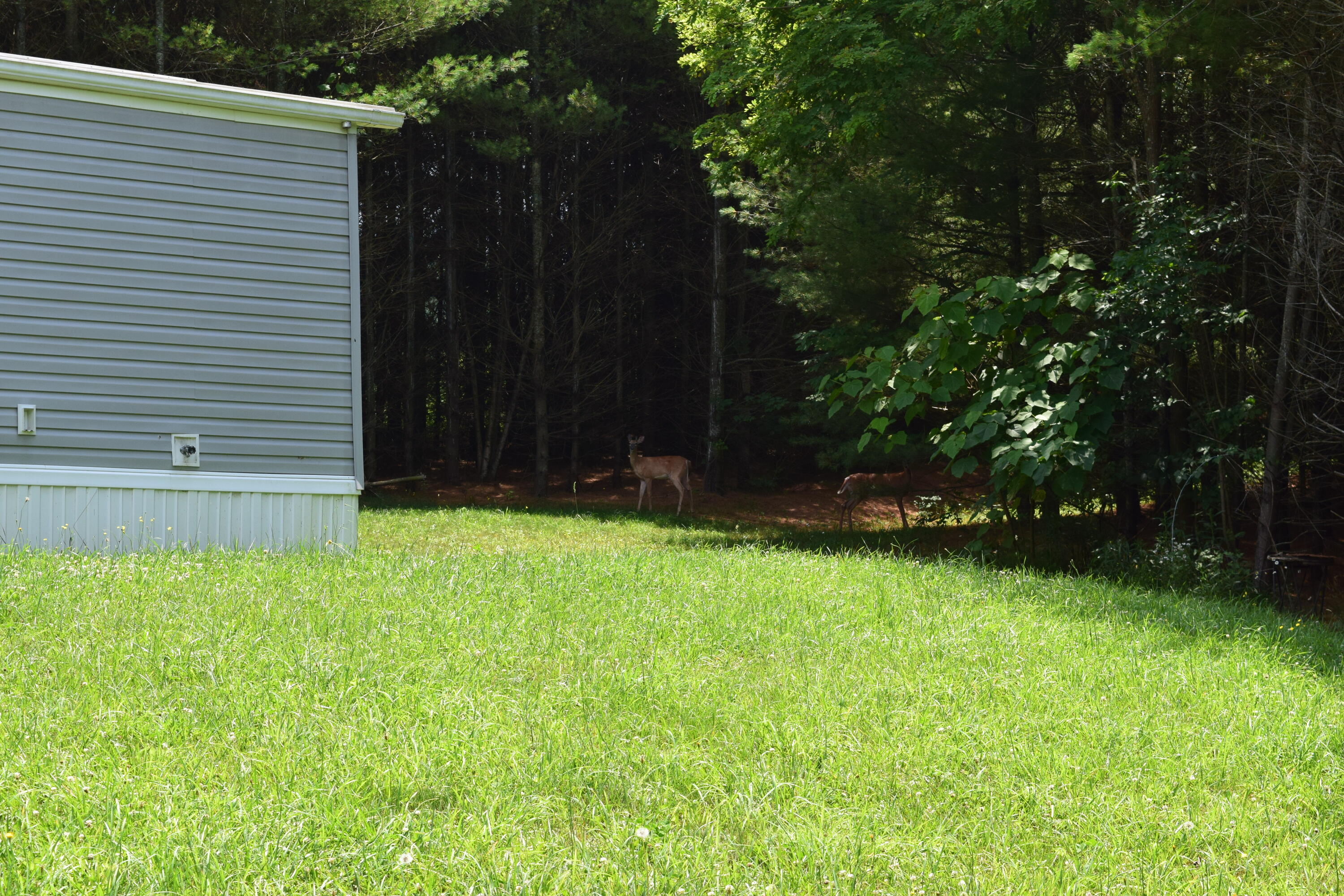 252 Reece Road Southwest Willis, VA 24380 - Photo 7 of 37 DSC_0093