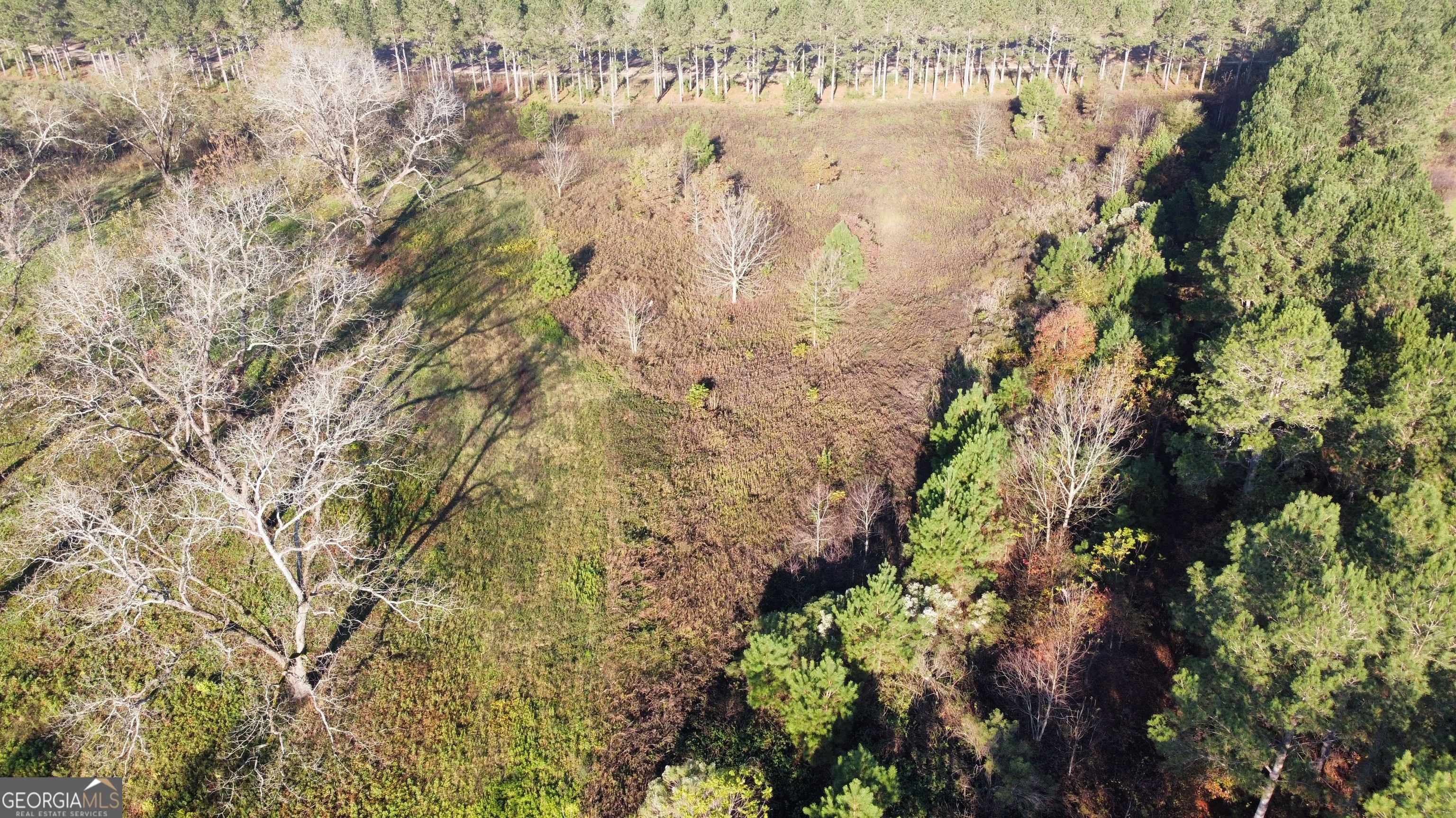 10 North County Line Road Elko, GA 31025 - Photo 1 of 1 a view of a yard with a plants