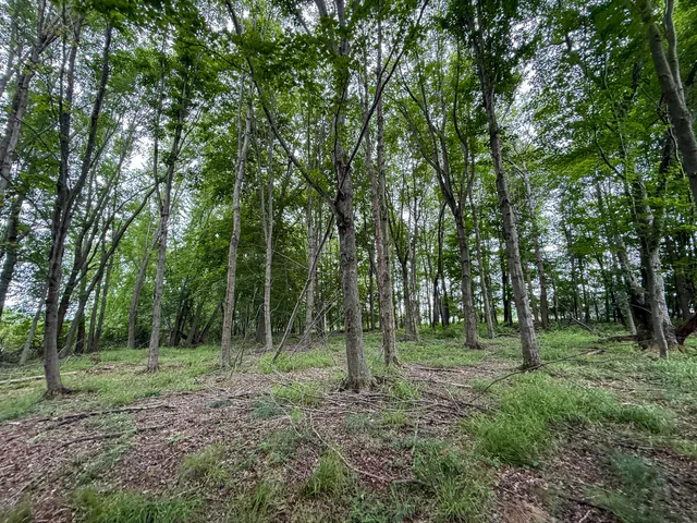 $127,500 | Parcel B North Stephens Road, Custer, MI 49405