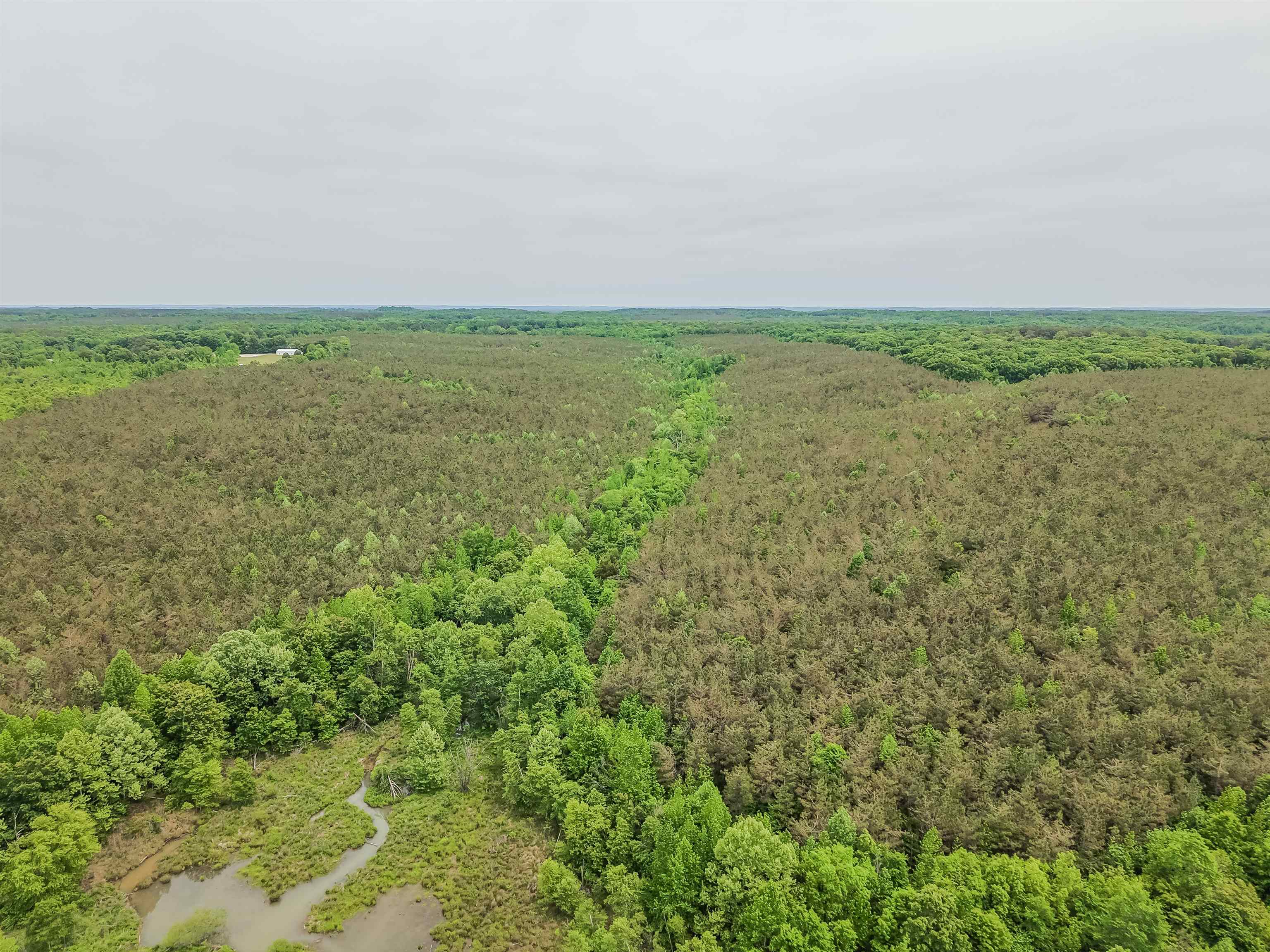 Connie Smith Road Selmer, TN 38375 - Photo 13 of 30 a view of a field with plants and trees in the background