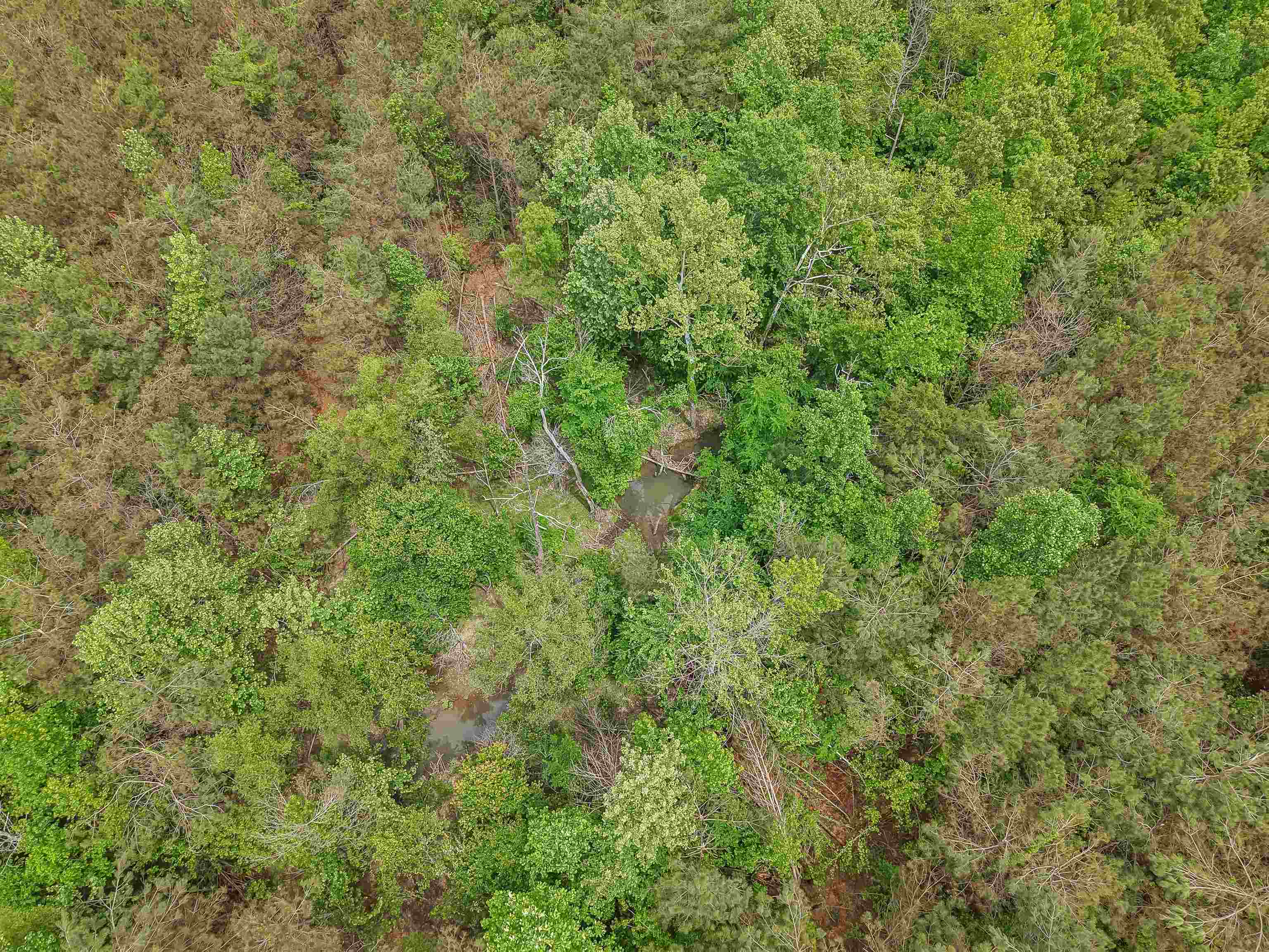 Connie Smith Road Selmer, TN 38375 - Photo 15 of 30 a view of a big yard with plants and large trees