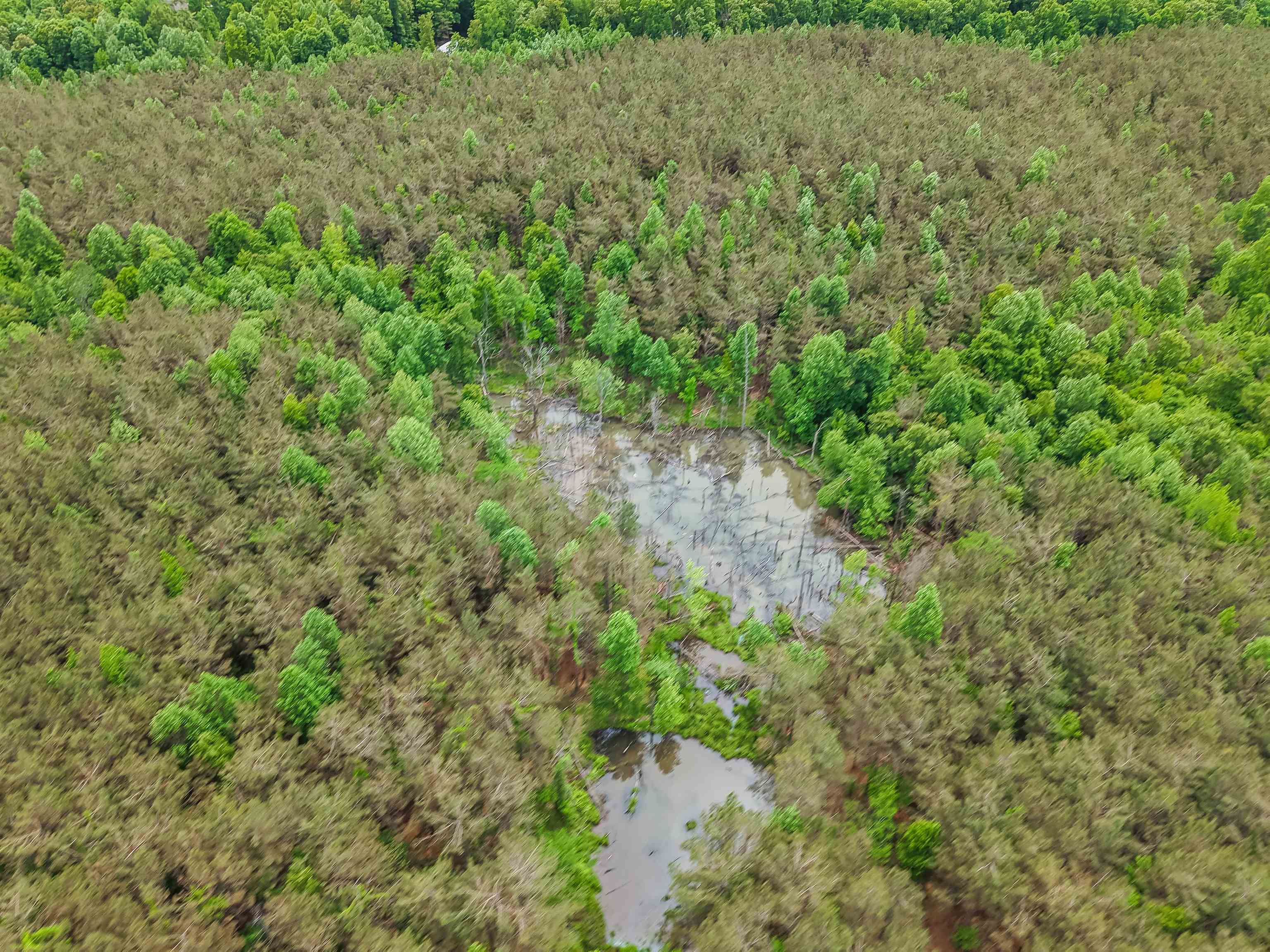 Connie Smith Road Selmer, TN 38375 - Photo 21 of 30 a view of a forest with a tree