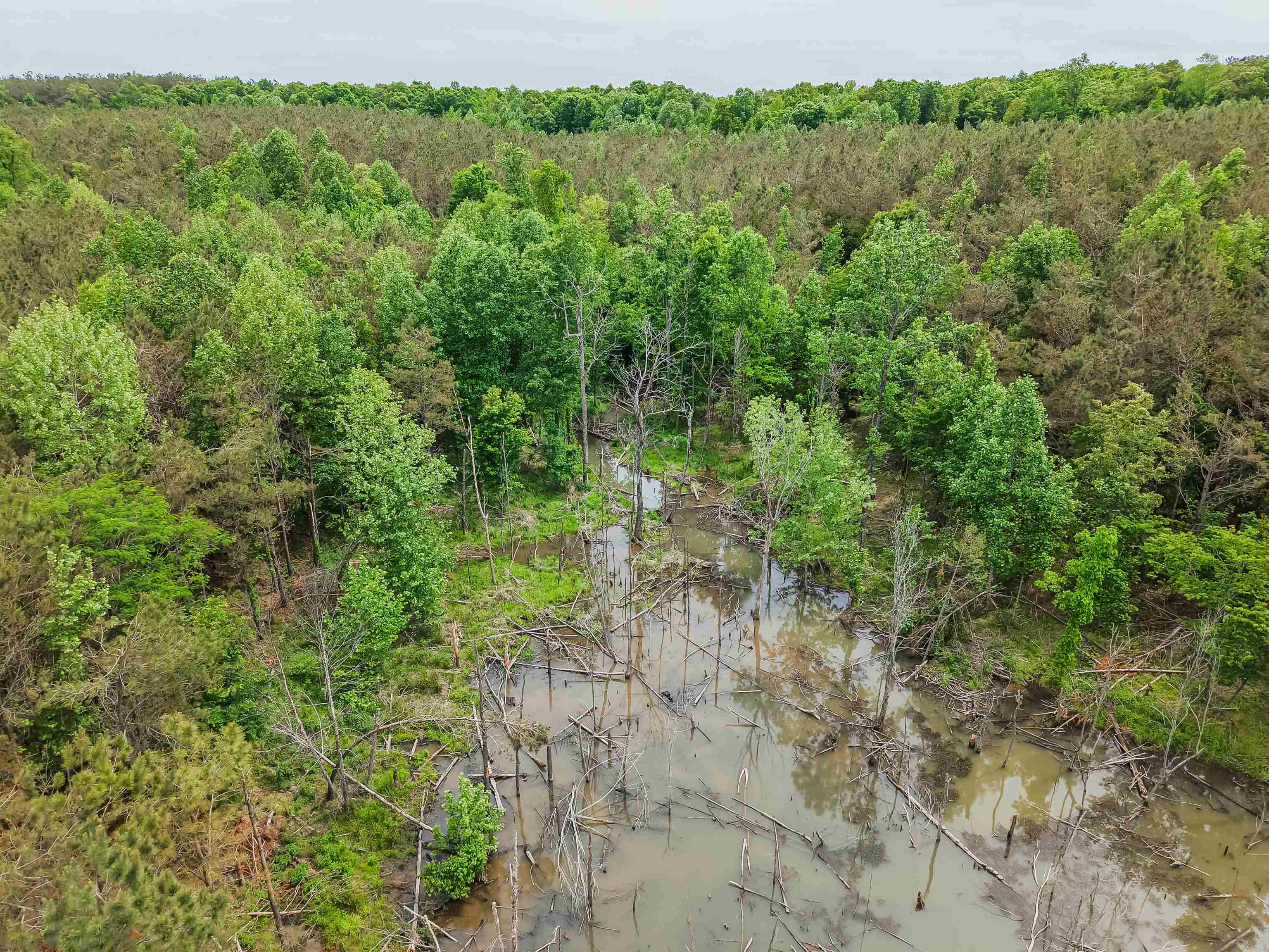 Connie Smith Road Selmer, TN 38375 - Photo 23 of 30 a view of a forest with a street