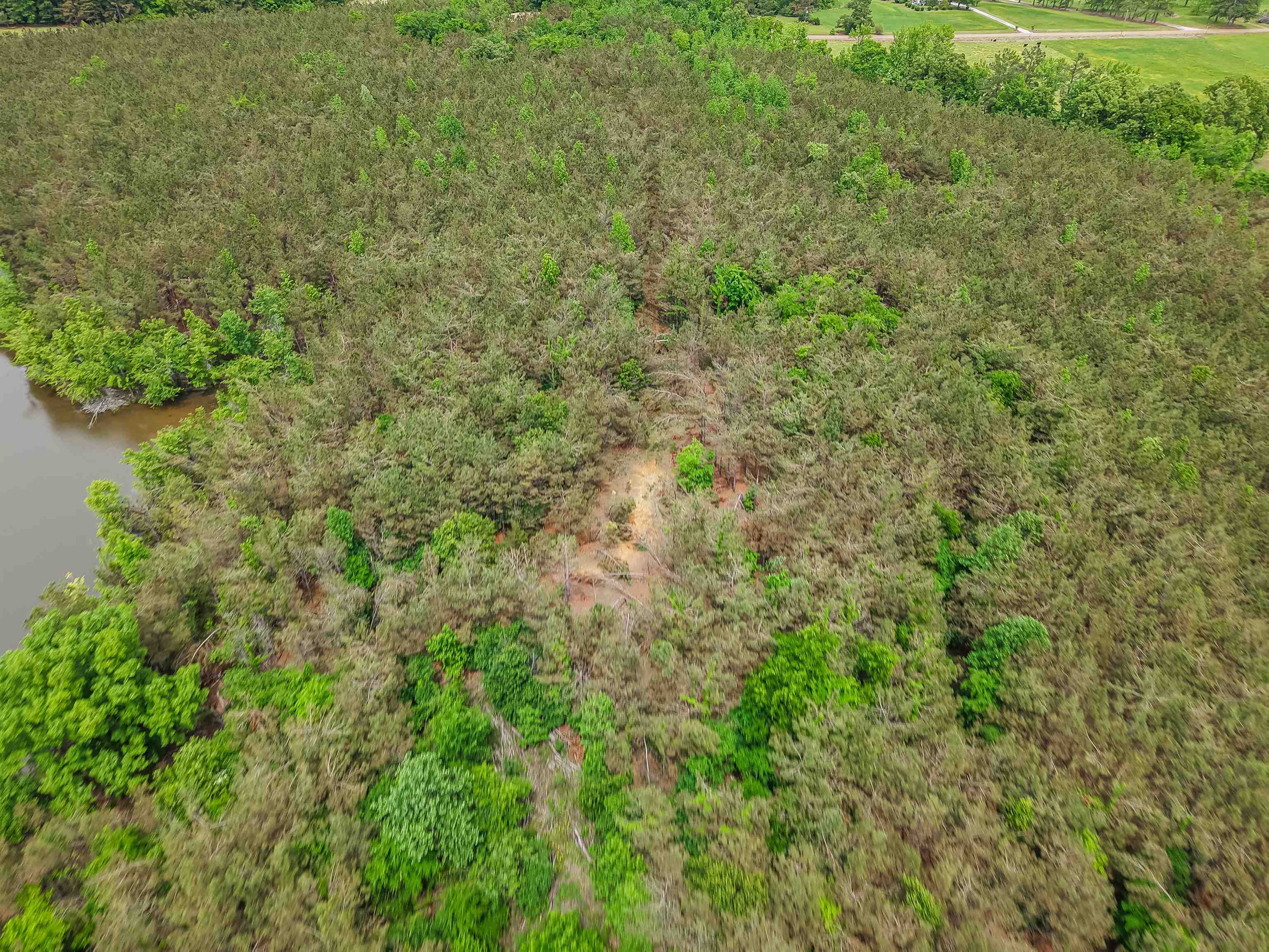 Connie Smith Road Selmer, TN 38375 - Photo 25 of 30 a view of a big yard with plants and large trees