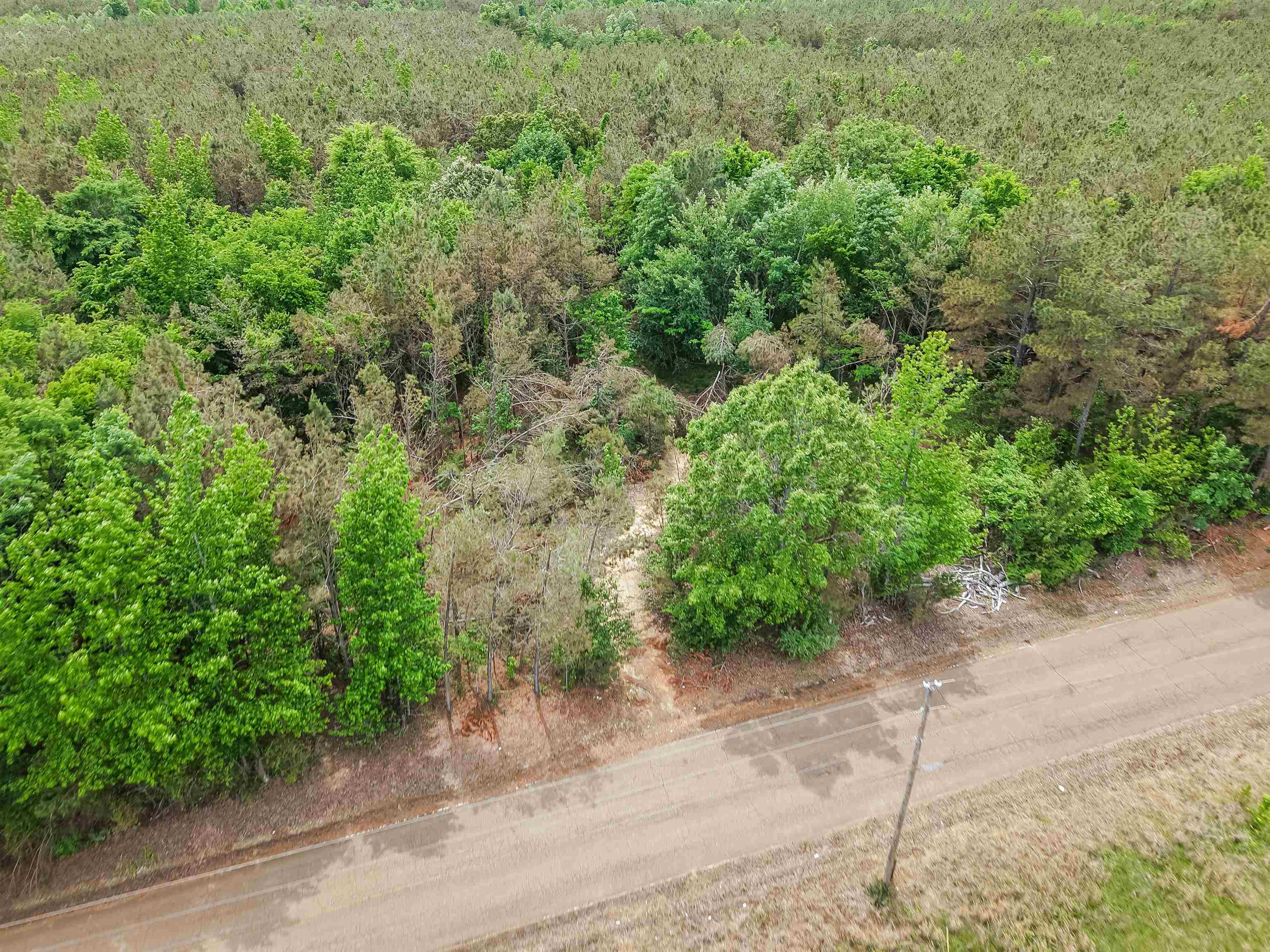 Connie Smith Road Selmer, TN 38375 - Photo 28 of 30 a view of a road with plants