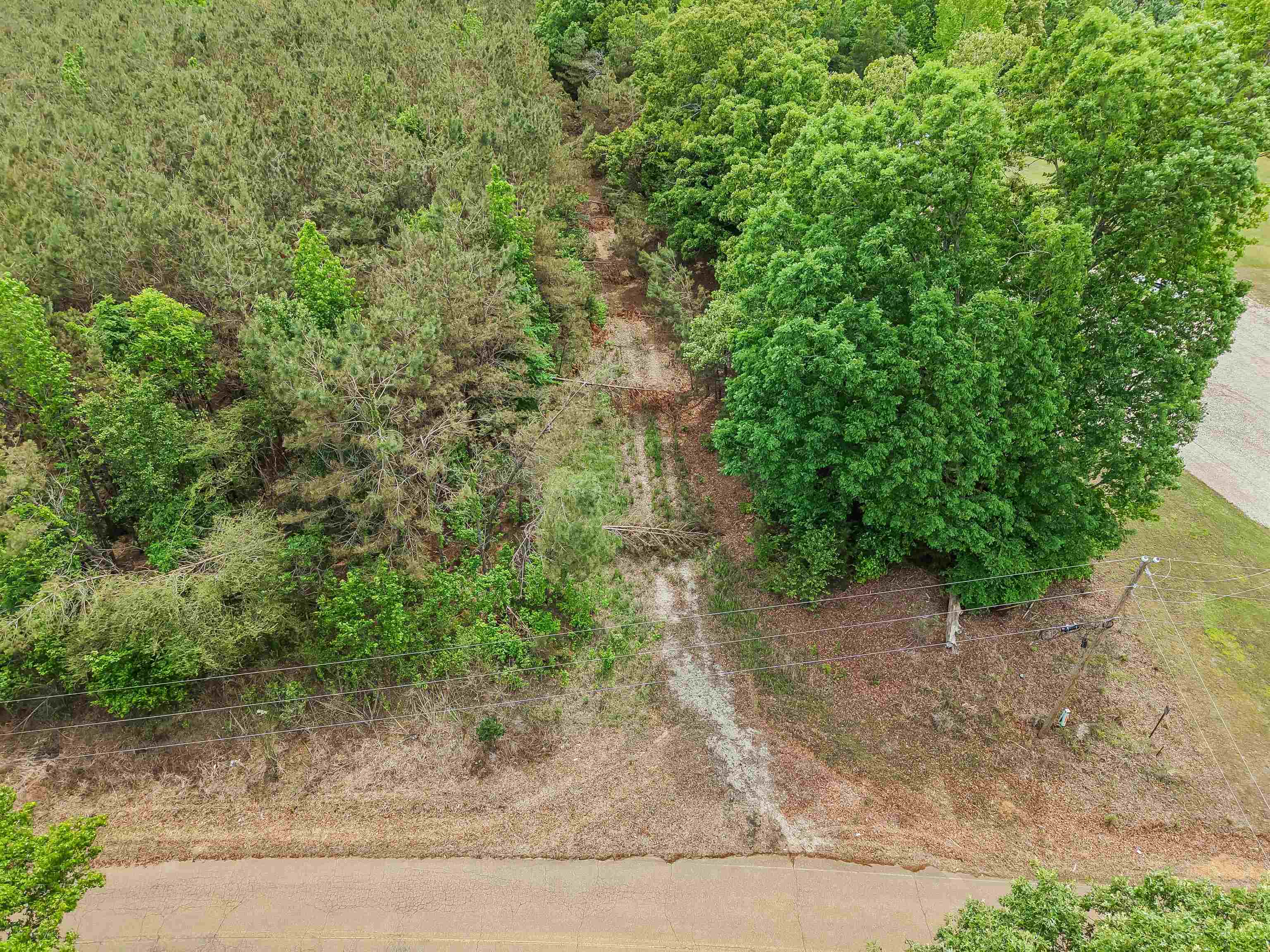 Connie Smith Road Selmer, TN 38375 - Photo 30 of 30 a view of a forest with trees in the background