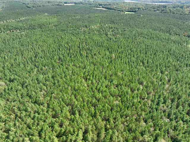 a view of a lush green space