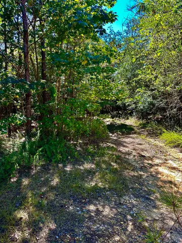 a view of a yard with plants and large trees