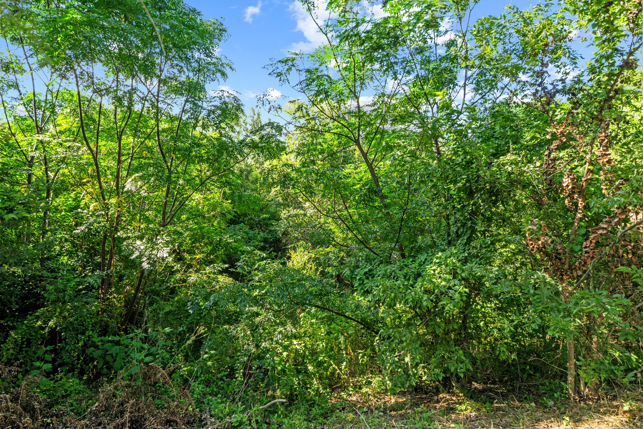 11811 Rotherham Drive Austin, TX 78754 - Photo 36 of 37 A verdant, undeveloped lot offers a natural, secluded setting for a future build.