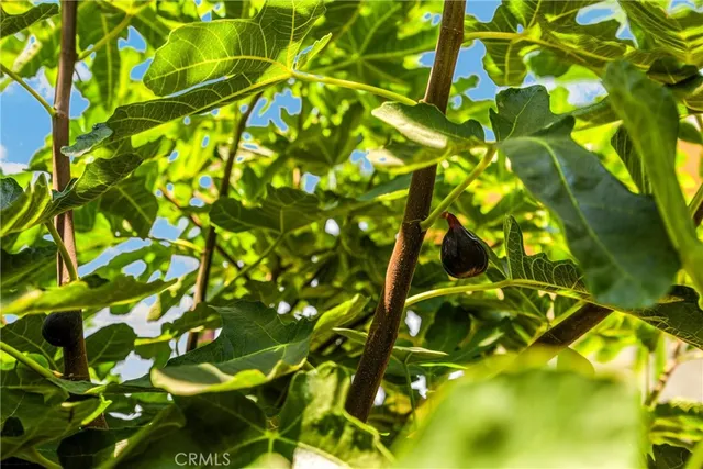 a view of a yard with plants