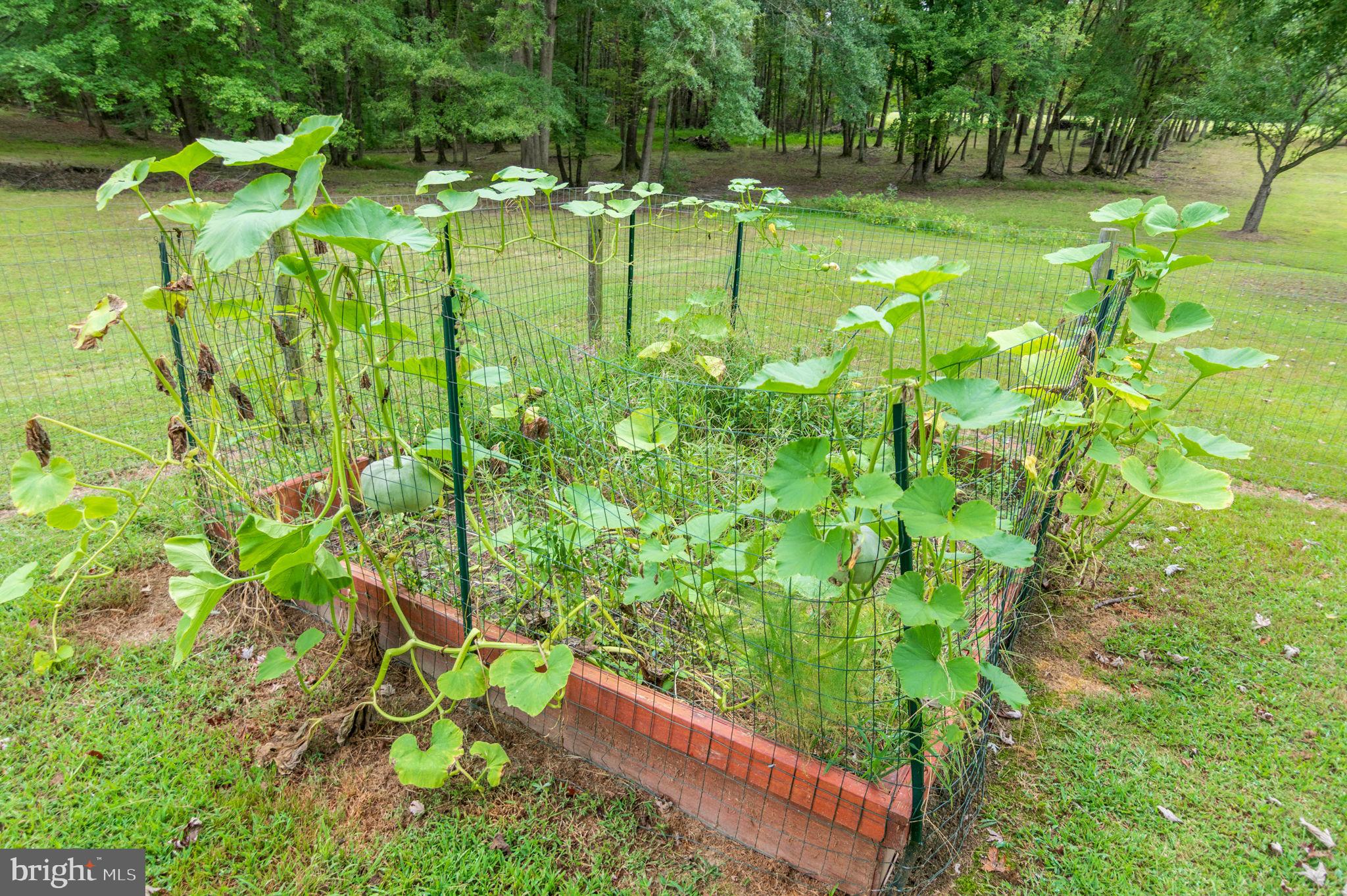 204 Richards Ferry Road Fredericksburg, VA 22406 - Photo 53 of 61 Vegetable patch