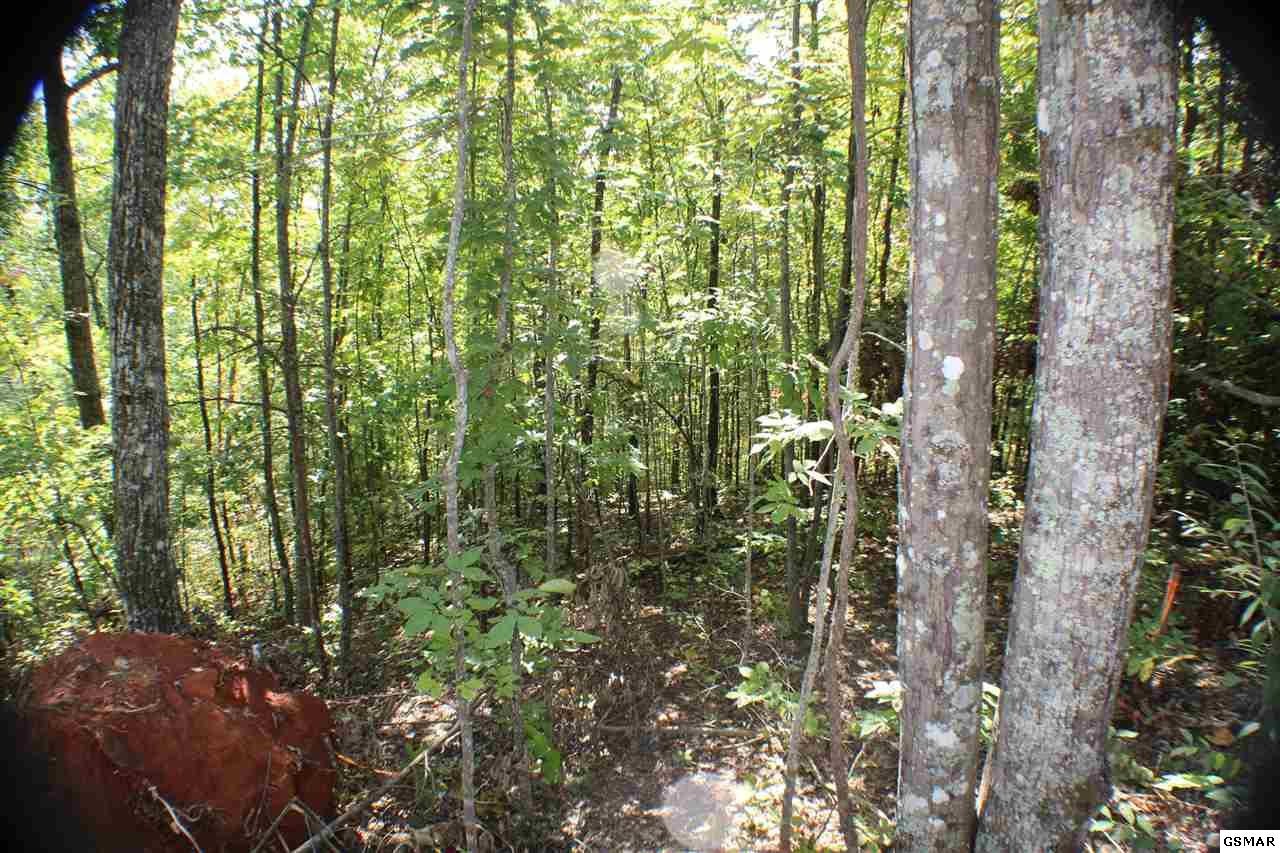 0 Shell Mountain Road Sevierville, TN 37876 - Photo 25 of 26 Gallery Image 25