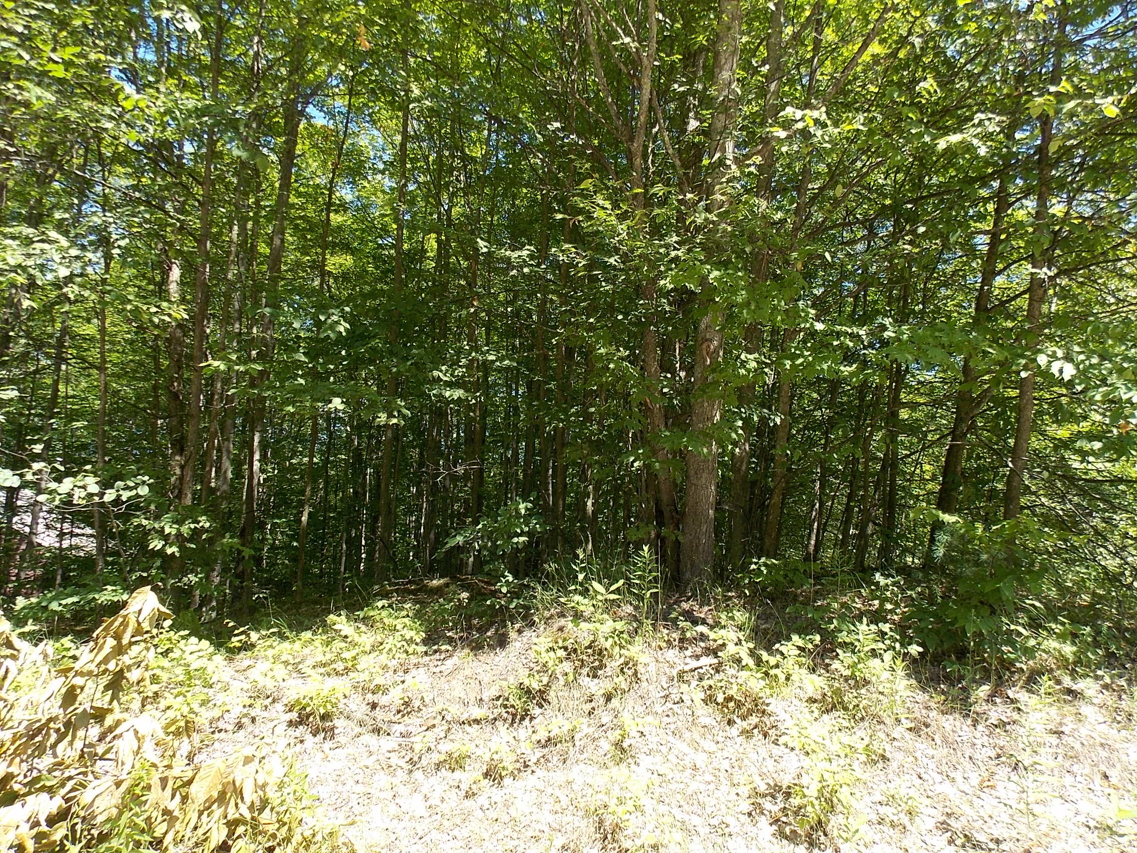 15599 Wurm Road Wolverine, MI 49799 - Photo 1 of 5 Gallery Image 1