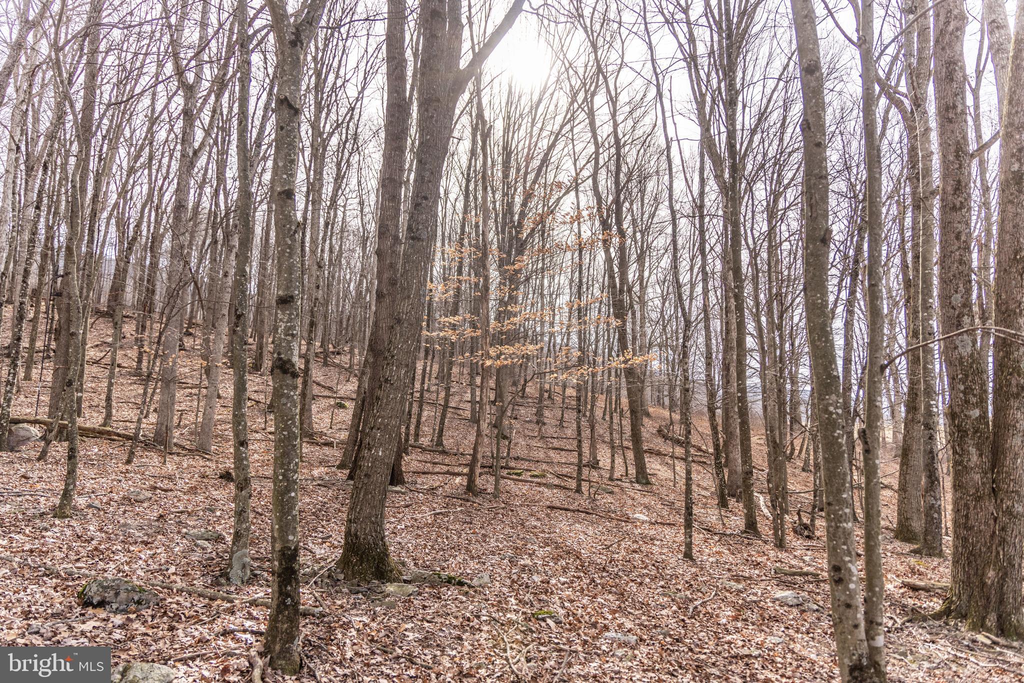 0 Spring Valley Road Gap Mills, WV 24941 - Photo 24 of 37 a view of a yard with trees