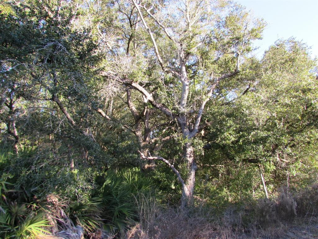 Wooded Lot