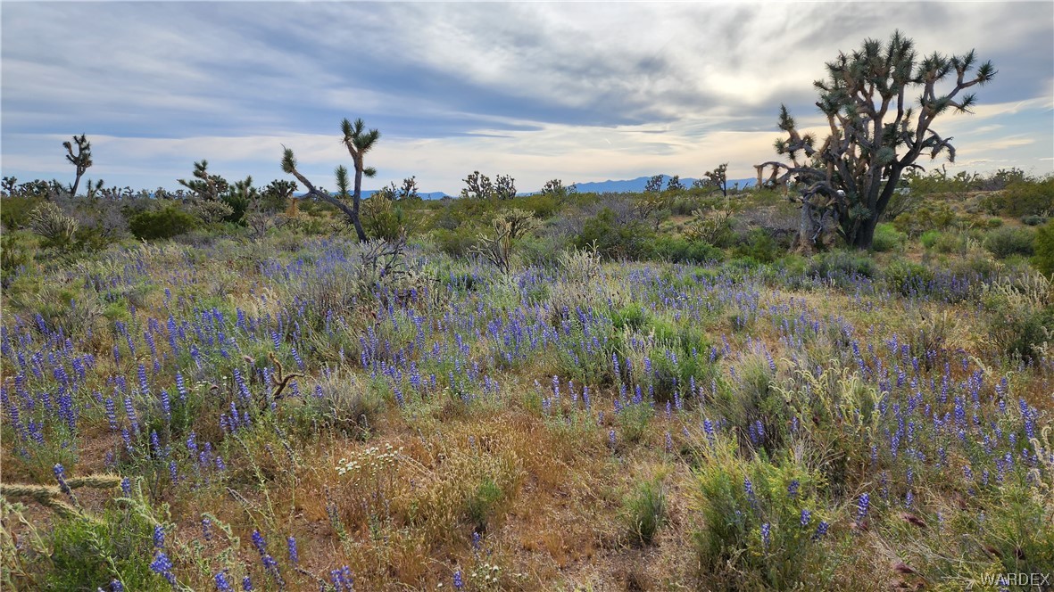 2076 South Cheyenne (well-septic) Road Yucca, AZ 86438 - Photo 10 of 24