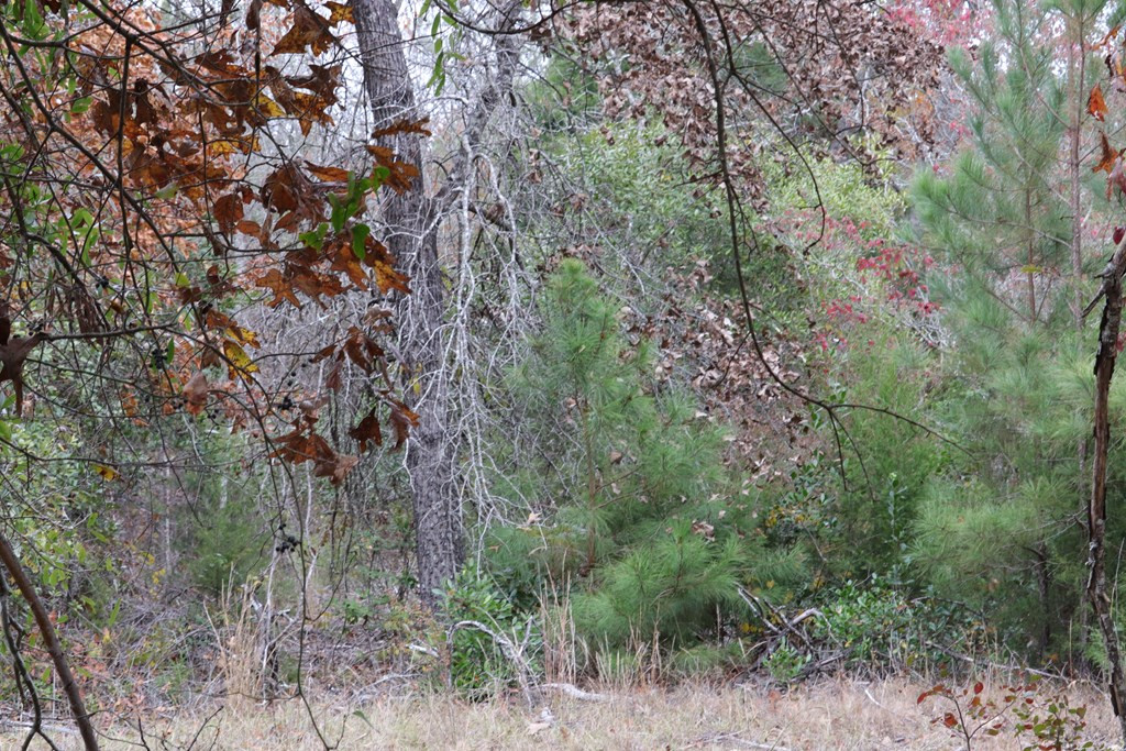 0 Middle Ground Road Keysville, GA 30816 - Photo 5 of 9