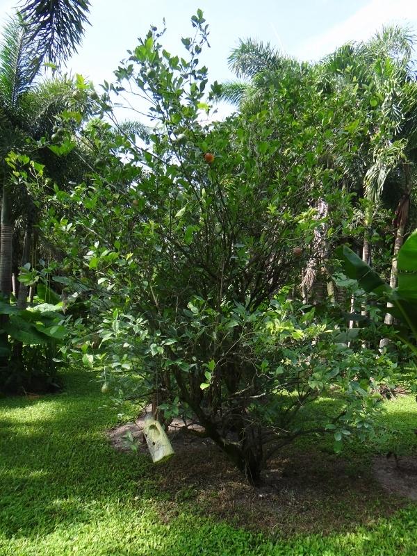 12789 Compton Road Loxahatchee, FL 33470 - Photo 44 of 54 DSC05027 (600x800) (600x800)