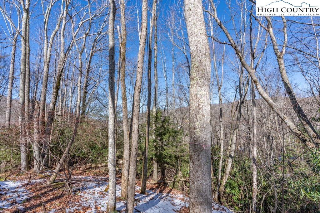 1465 Pine Ridge Road Beech Mountain, NC 28604 - Photo 10 of 20 a view of a yard with plants and trees