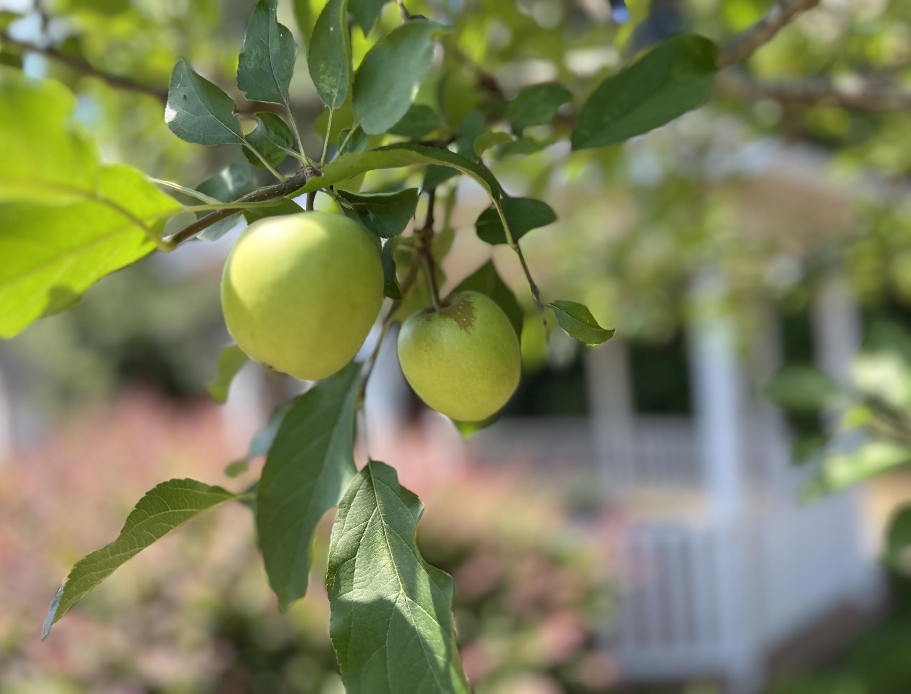 110 4th Street Jackson, SC 29831 - Photo 6 of 42 apples and gazebo