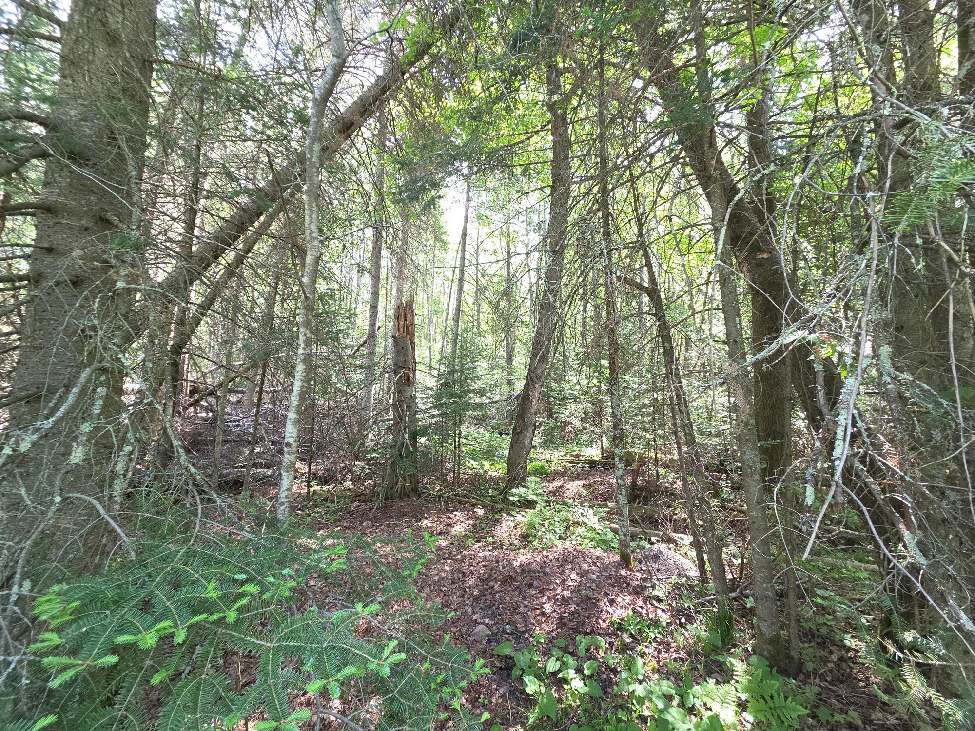 On East Solberg Lake Road, Unit LOT 3 Phillips, WI 54555 - Photo 3 of 6