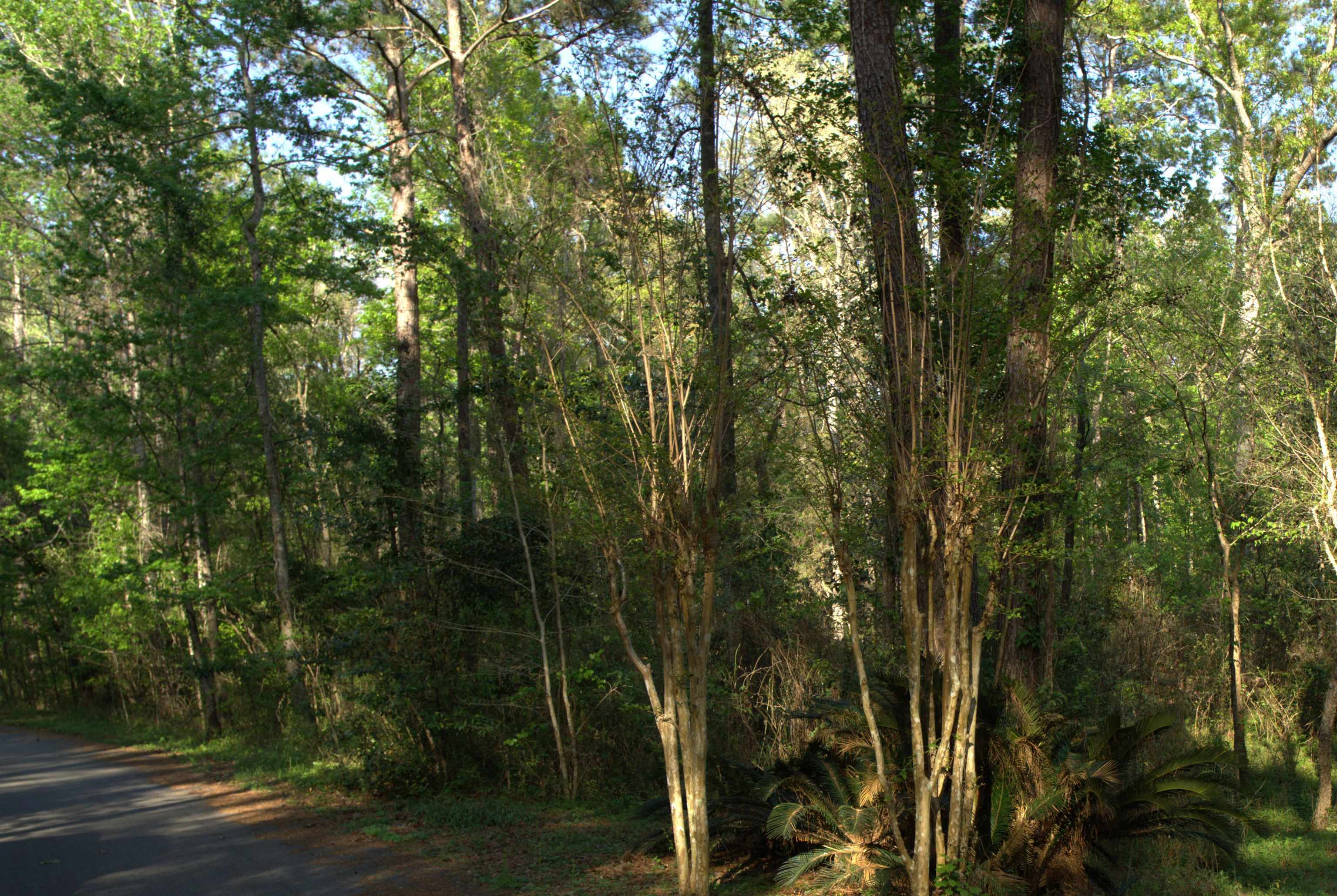 0 Buckhorn Road Tallahassee, FL 32312 - Photo 1 of 4 Gallery Image 1