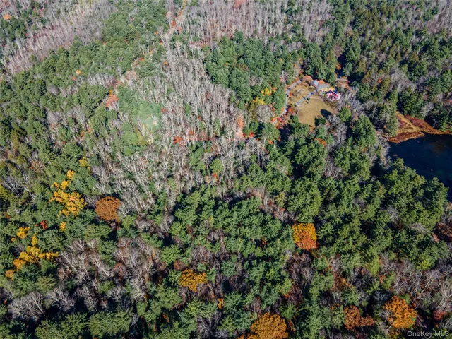 a view of a tree with a plant in the background