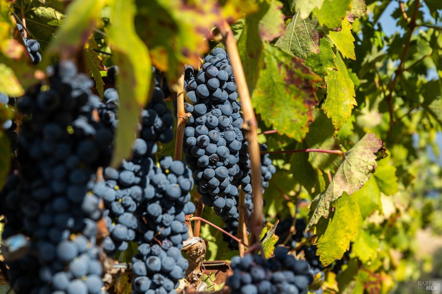 13700 Rockpile Road Geyserville, CA 95441 - Photo 13 of 64 a view of entryway