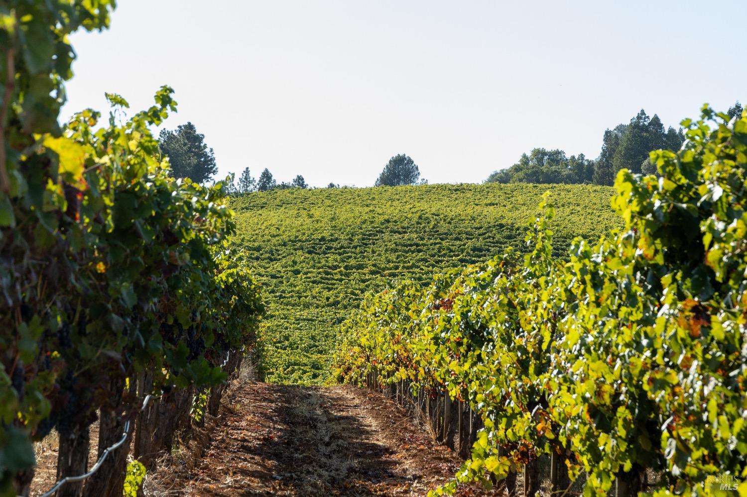 13700 Rockpile Road Geyserville, CA 95441 - Photo 17 of 64 a view of a bunch of plants