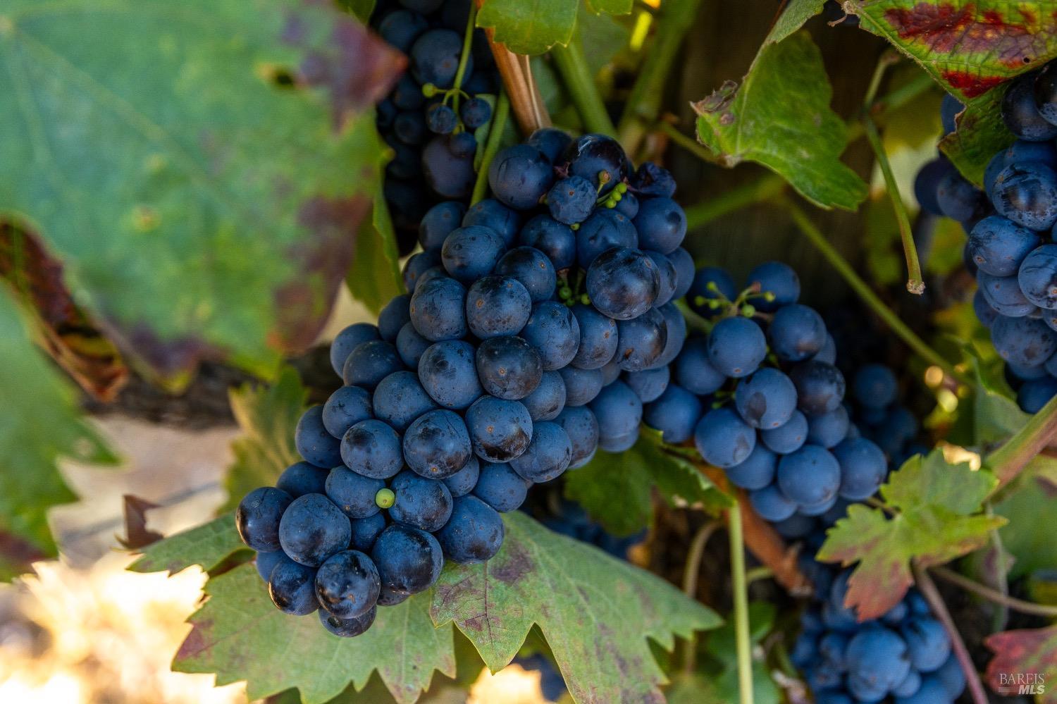 13700 Rockpile Road Geyserville, CA 95441 - Photo 18 of 64