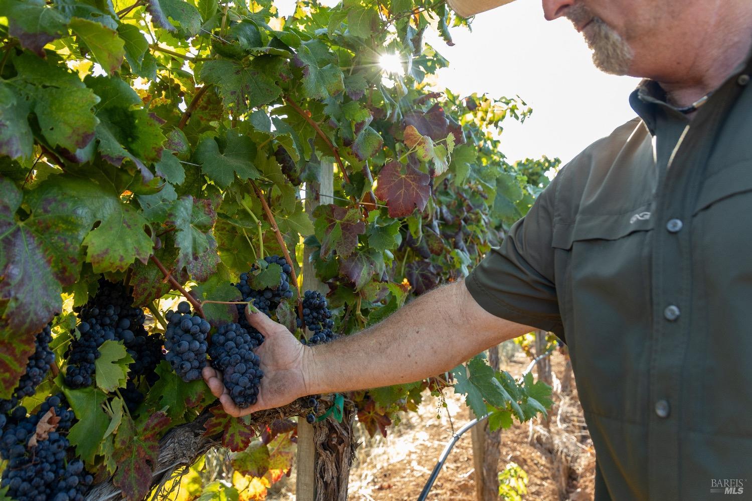 13700 Rockpile Road Geyserville, CA 95441 - Photo 20 of 64 a close up of a flower in a garden