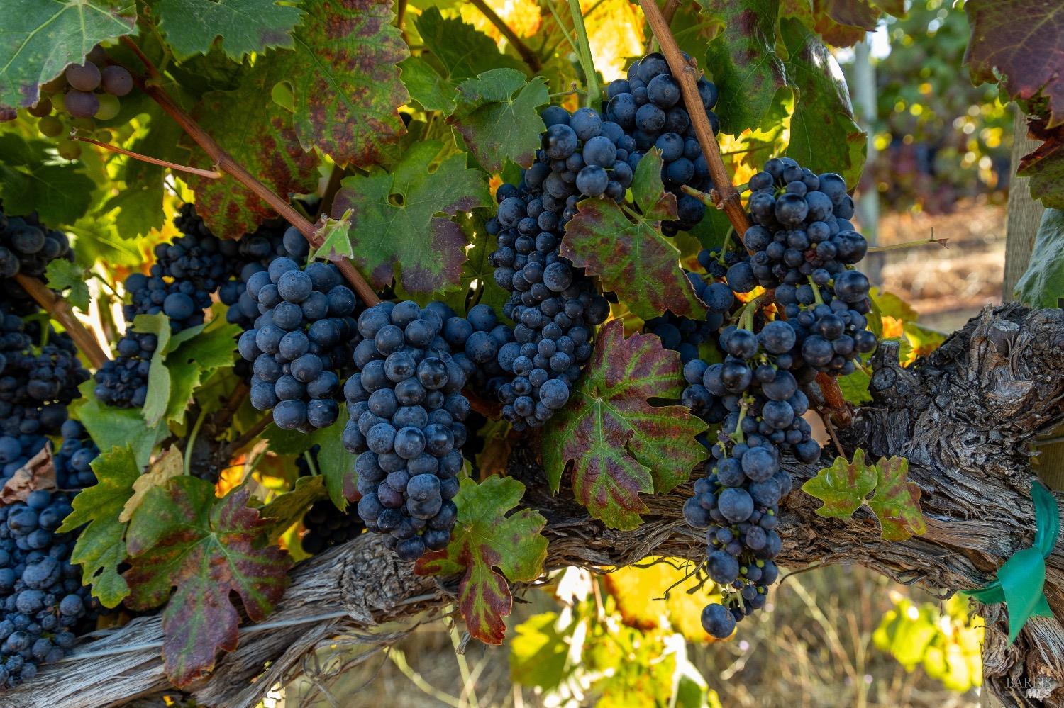 13700 Rockpile Road Geyserville, CA 95441 - Photo 22 of 64