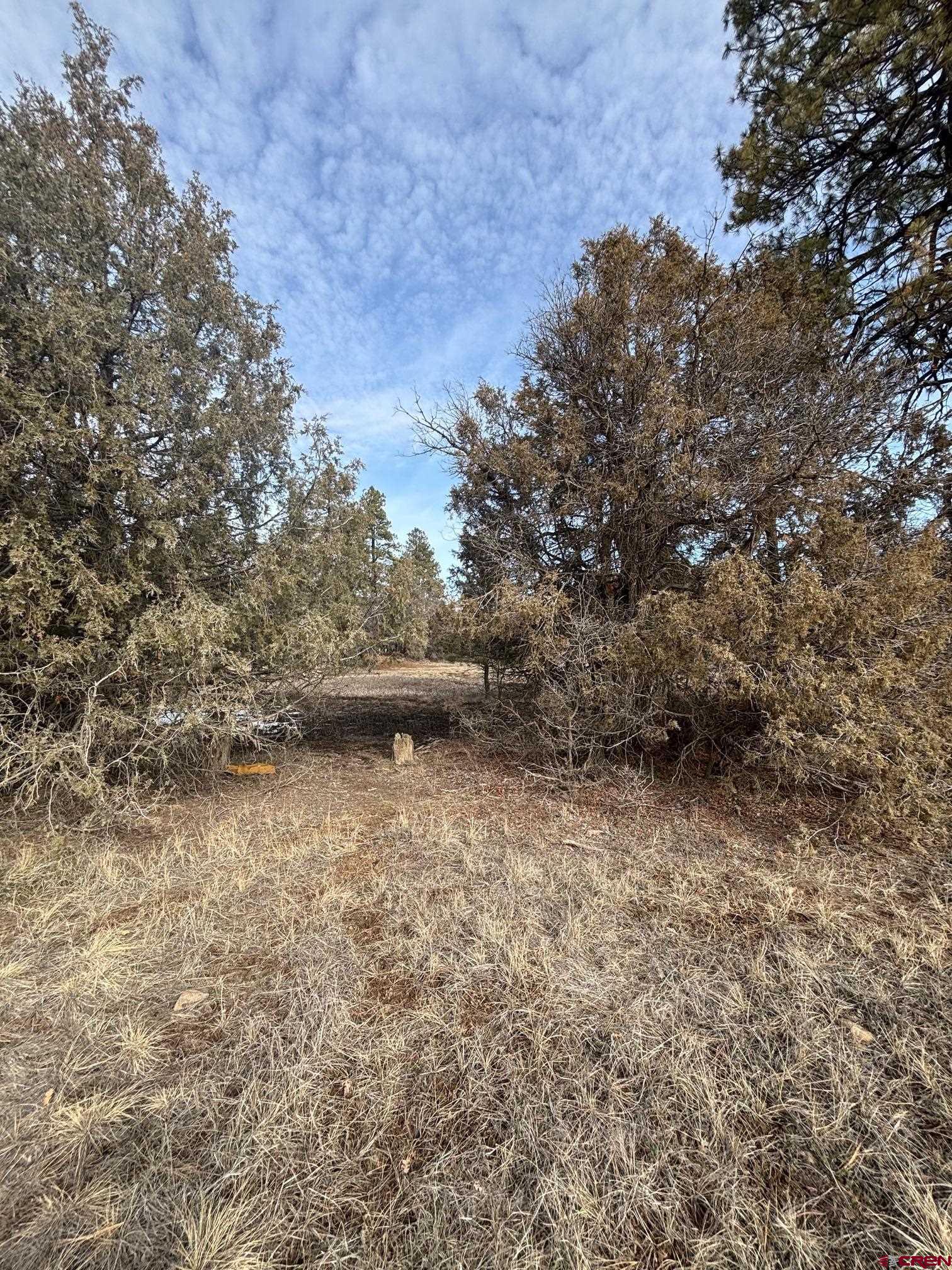 1046 Crooked Road Pagosa Springs, CO 81147 - Photo 11 of 17 a view of a dry yard with trees