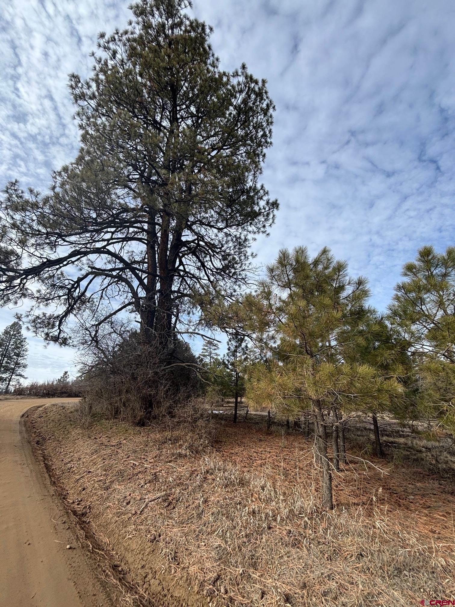 1046 Crooked Road Pagosa Springs, CO 81147 - Photo 15 of 17 a view of a yard with plants and trees