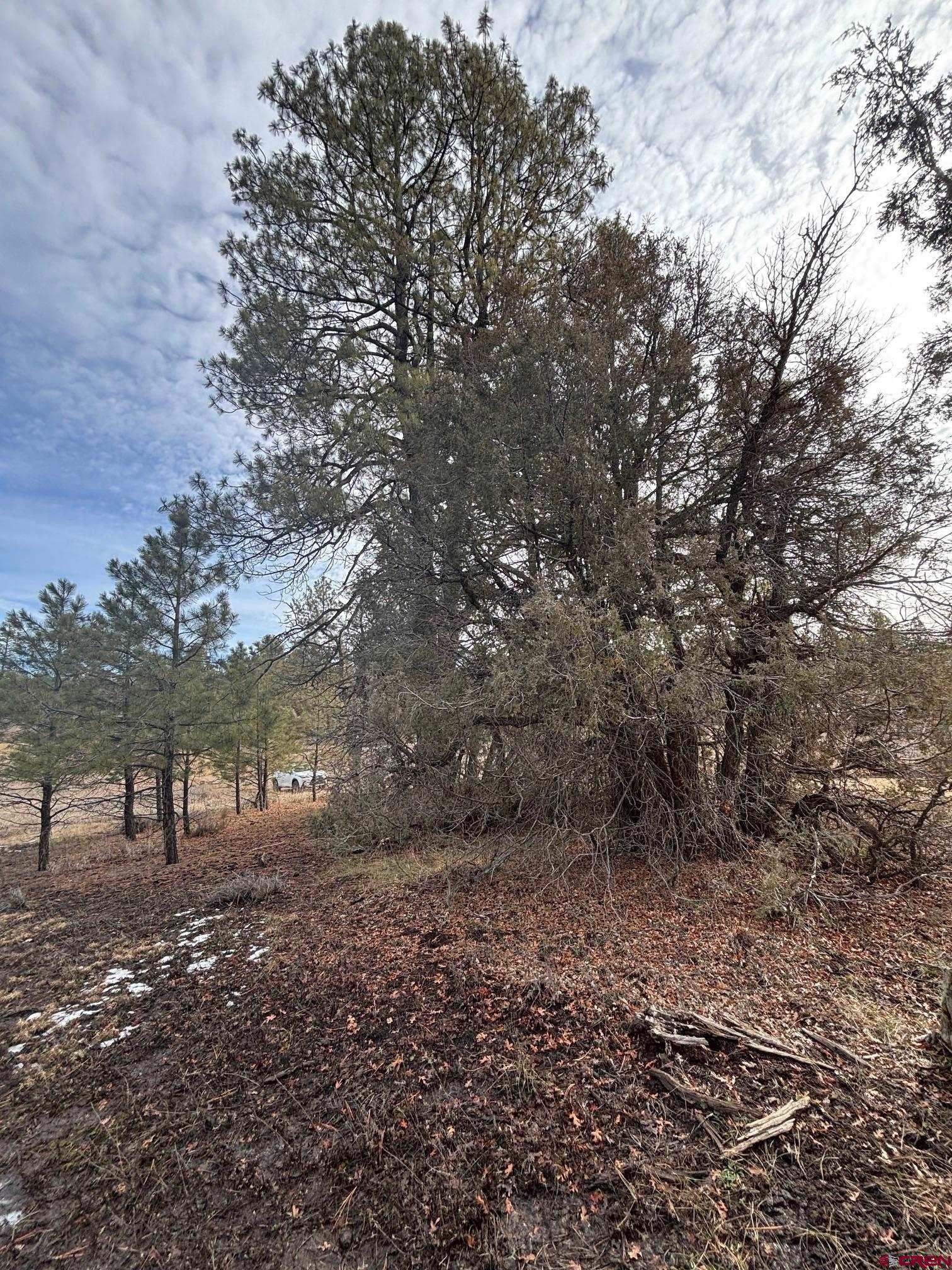 1046 Crooked Road Pagosa Springs, CO 81147 - Photo 5 of 17 a view of a yard with large trees