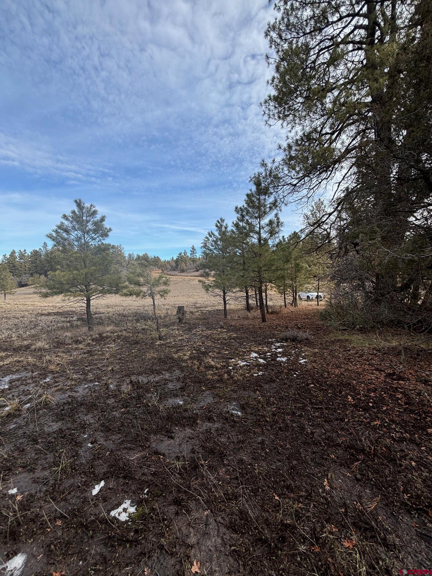 1046 Crooked Road Pagosa Springs, CO 81147 - Photo 7 of 17 a view of a yard with a tree