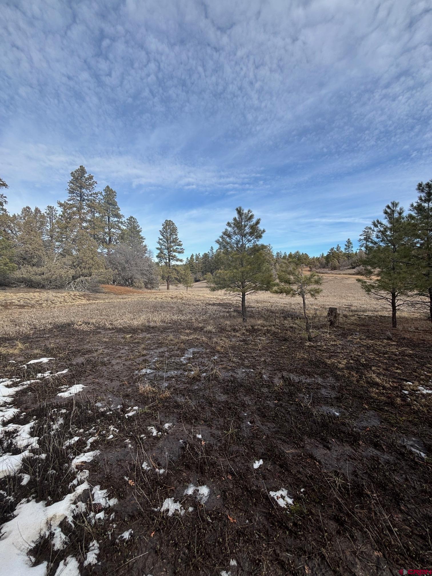 1046 Crooked Road Pagosa Springs, CO 81147 - Photo 8 of 17 a view of a field with an trees