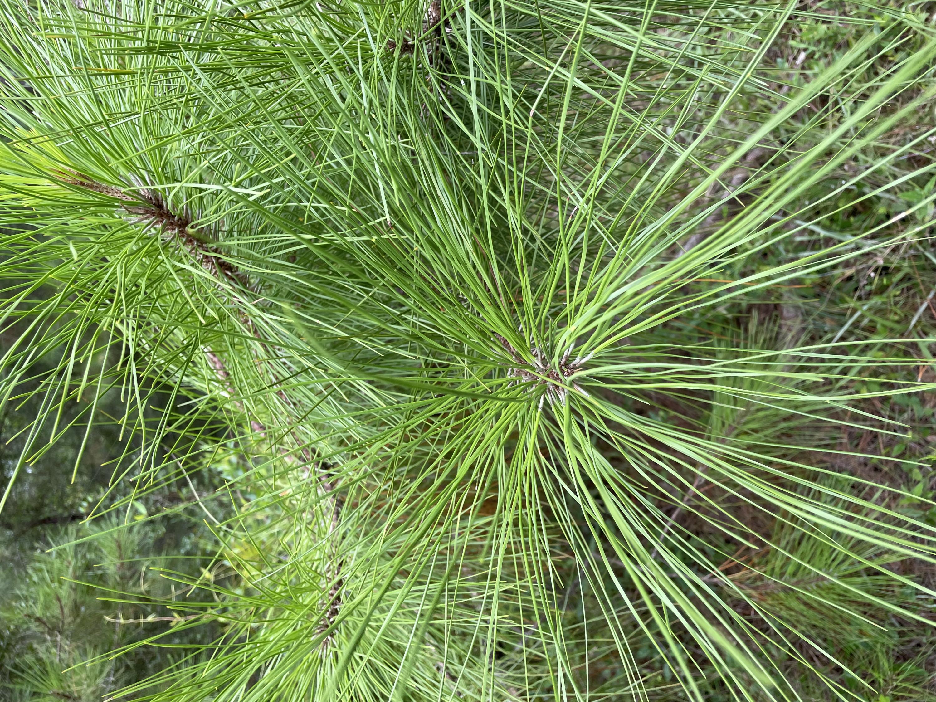 0 Quail Ridge Road, Unit LOT 1 DeFuniak Springs, FL 32435 - Photo 20 of 43 IMG_2430