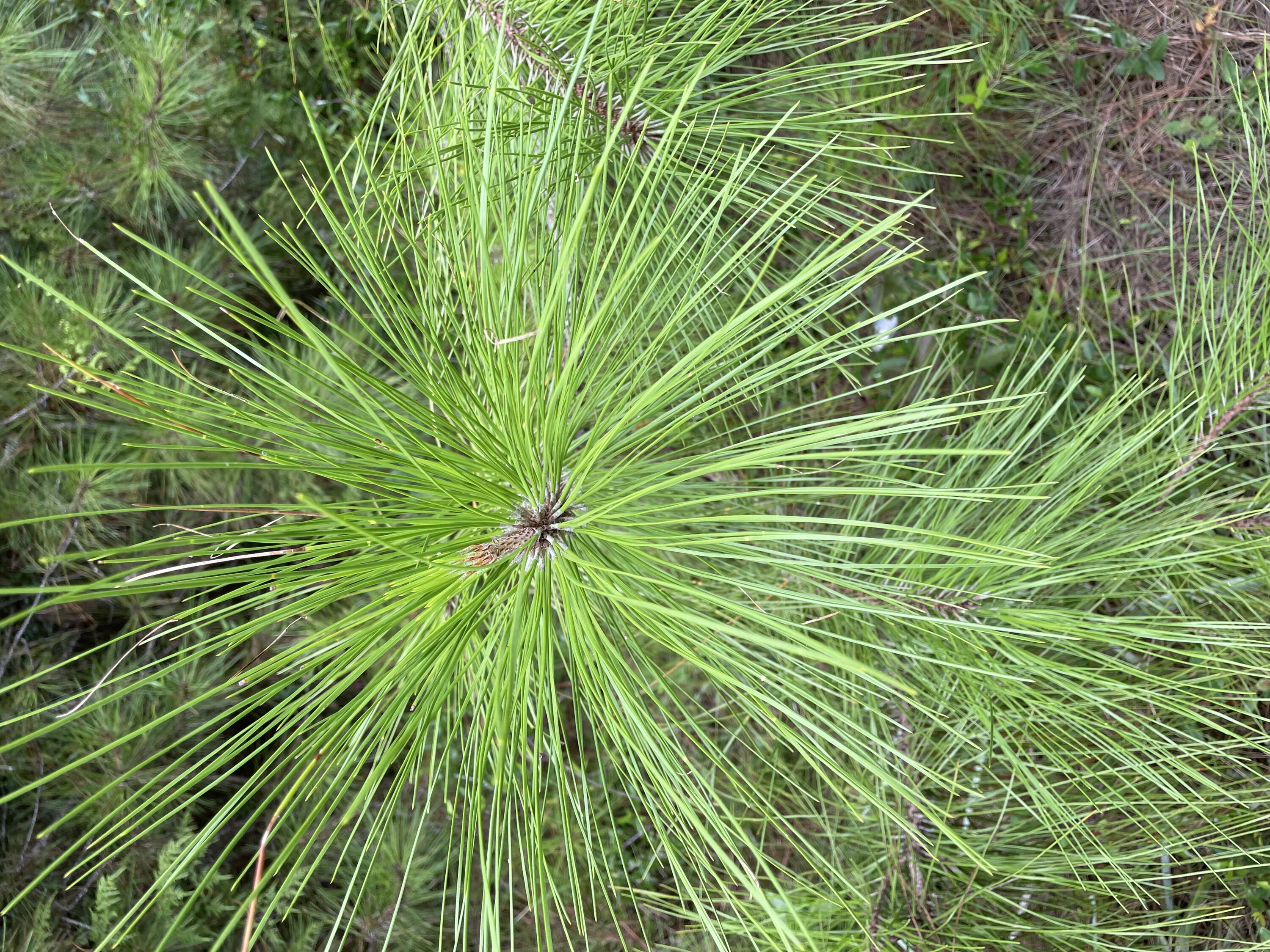 0 Quail Ridge Road, Unit LOT 1 DeFuniak Springs, FL 32435 - Photo 21 of 43 IMG_2431