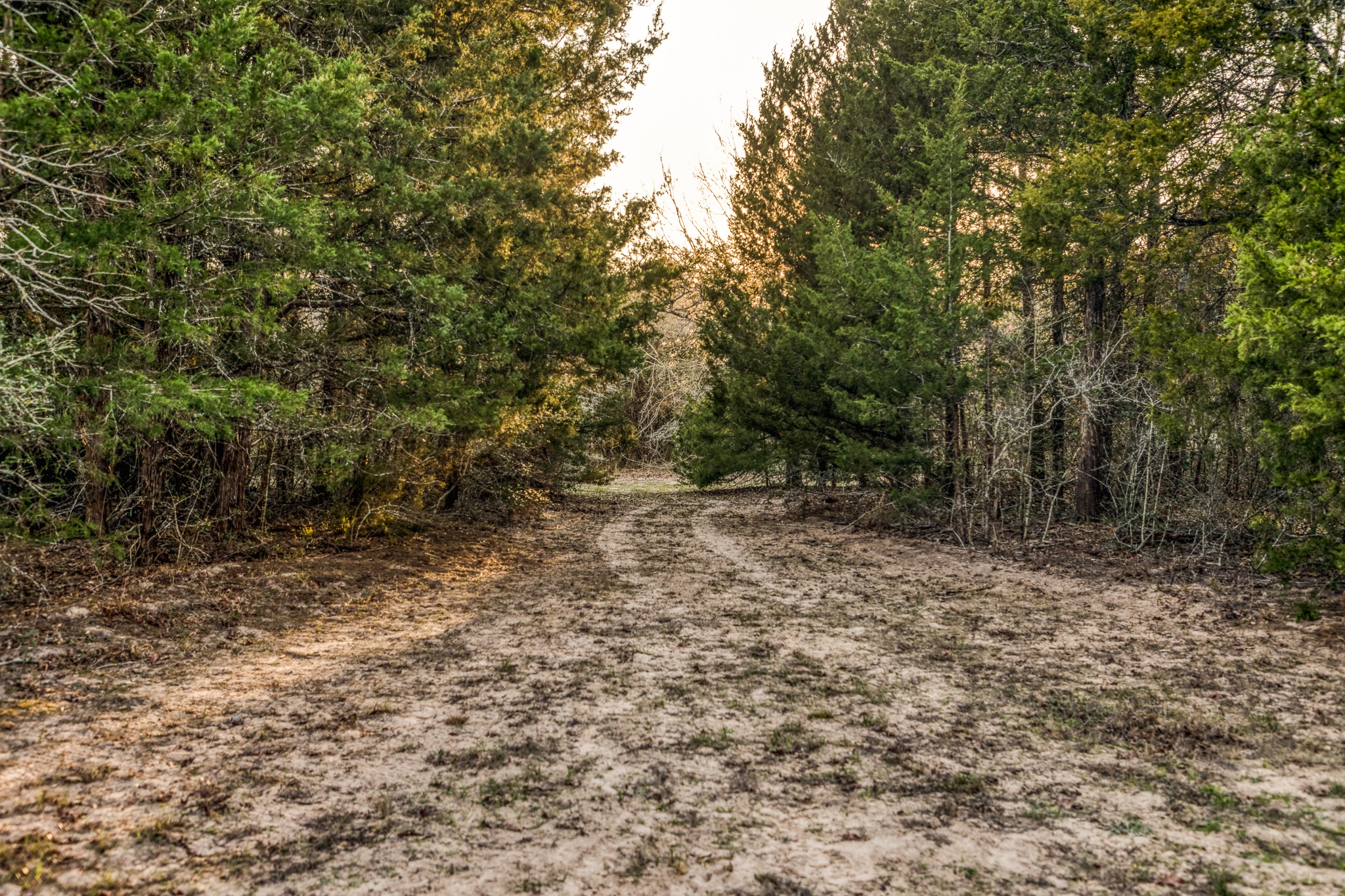 23032 Oak Road New Ulm, TX 78950 - Photo 40 of 44 a view of a yard with a tree