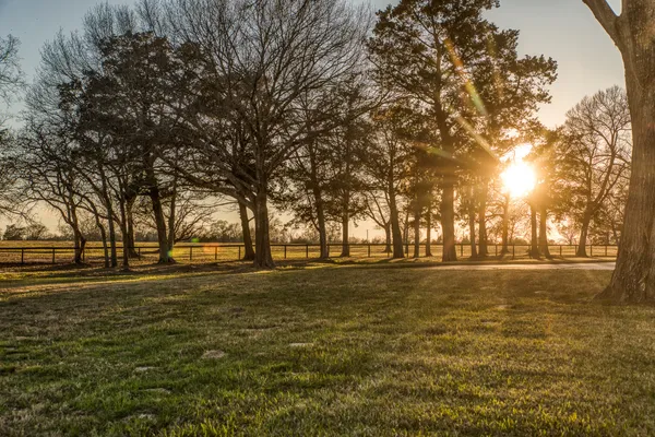 a big yard with trees