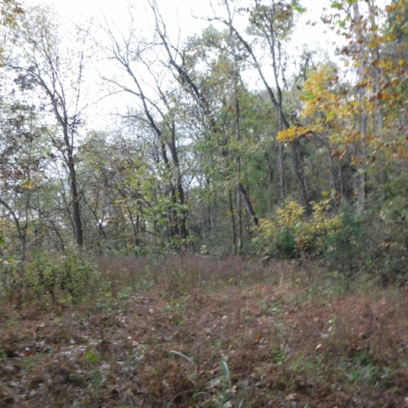10.09 Ben Gentry Road Elmwood, TN 38560 - Photo 16 of 40 LEVEL BUILDING SITE AT RIVER