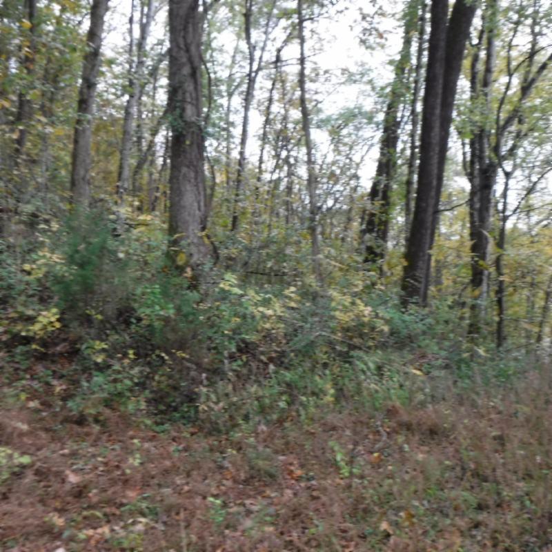 10.09 Ben Gentry Road Elmwood, TN 38560 - Photo 27 of 40 WOODED AREA 4