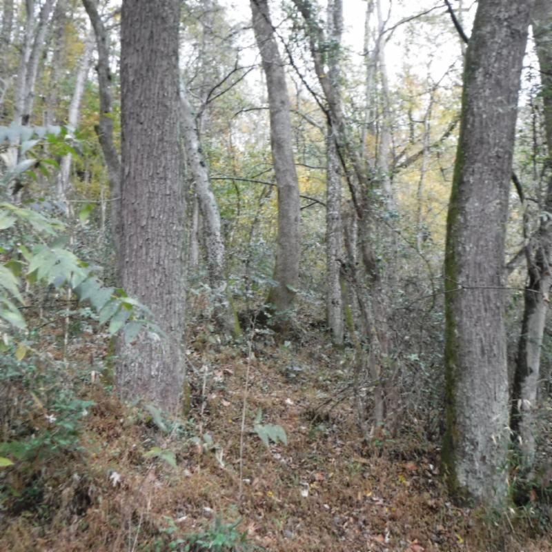 10.09 Ben Gentry Road Elmwood, TN 38560 - Photo 28 of 40 WOODED AREA GOOD 1