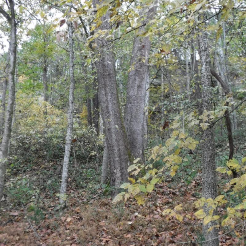 10.09 Ben Gentry Road Elmwood, TN 38560 - Photo 29 of 40 WOODED AREA GOOD 2