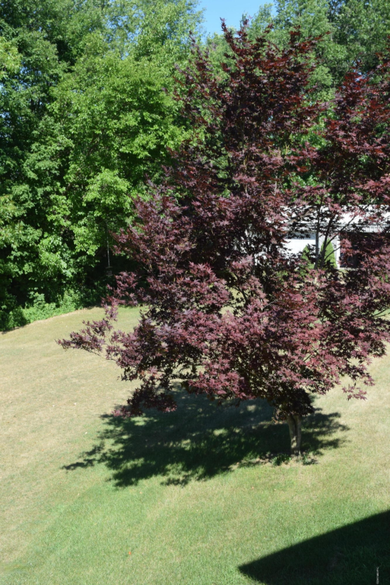 65015 Cassopolis Road Cassopolis, MI 49031 - Photo 50 of 64 DSC_0516