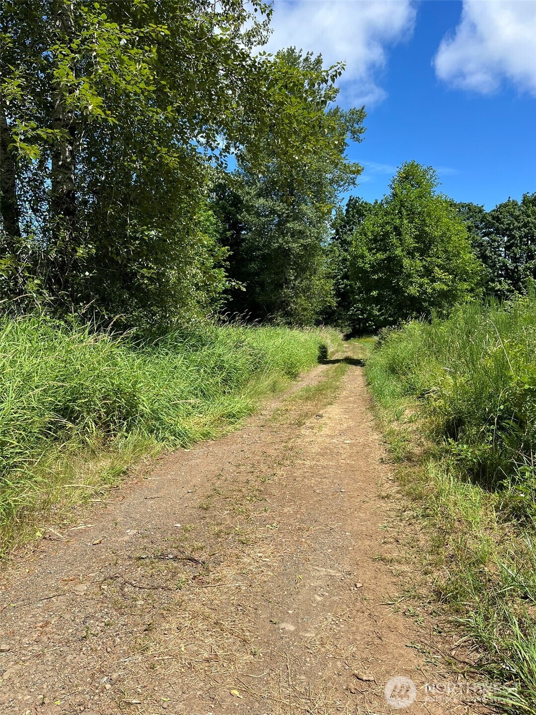0 Cougar Smith Road Montesano, WA 98563 - Photo 11 of 16 a view of a yard with plants and a tree