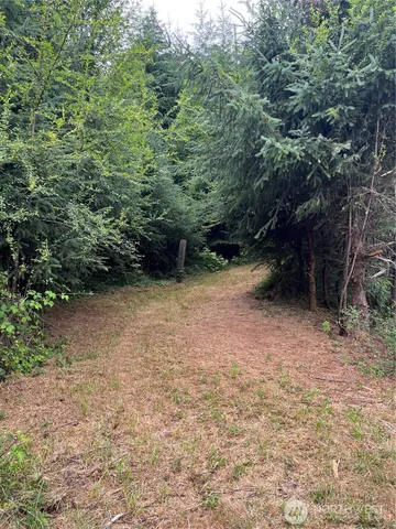 a view of a forest with trees in the background